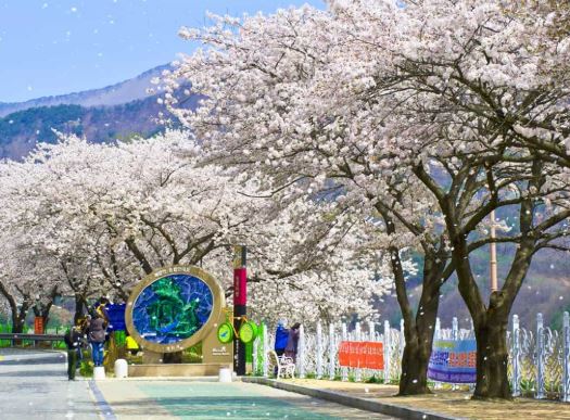 여주 벚꽃
