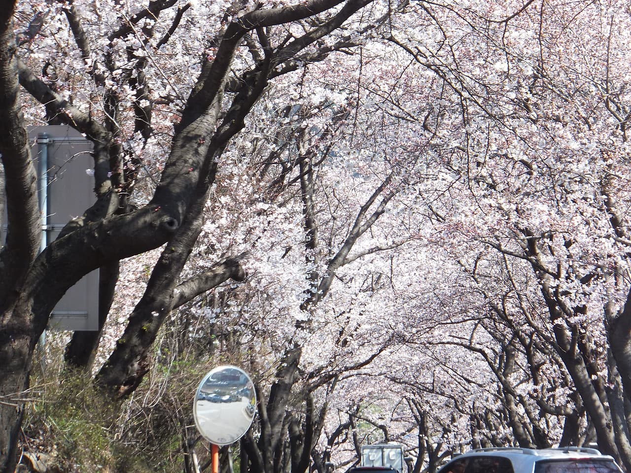 화려한 벚꽃 터널