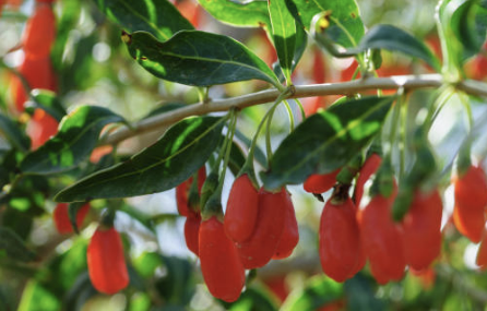 구기자 효능 부작용 구기자차 끓이는 법 총정리(최신)