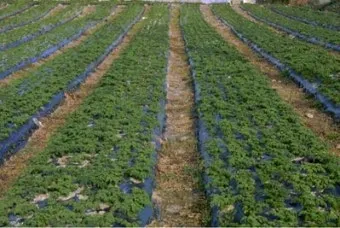 파슬리 재배 반그늘 재배 잎 따기 잦은 수확_10