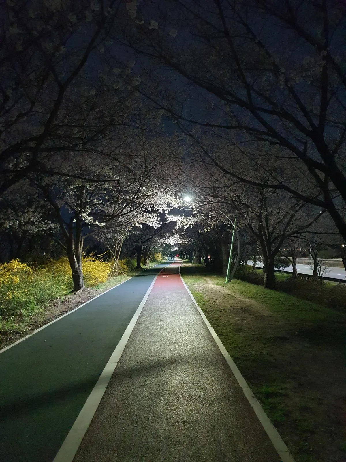 부산-사상구-삼락-생태공원-벚꽃-구경