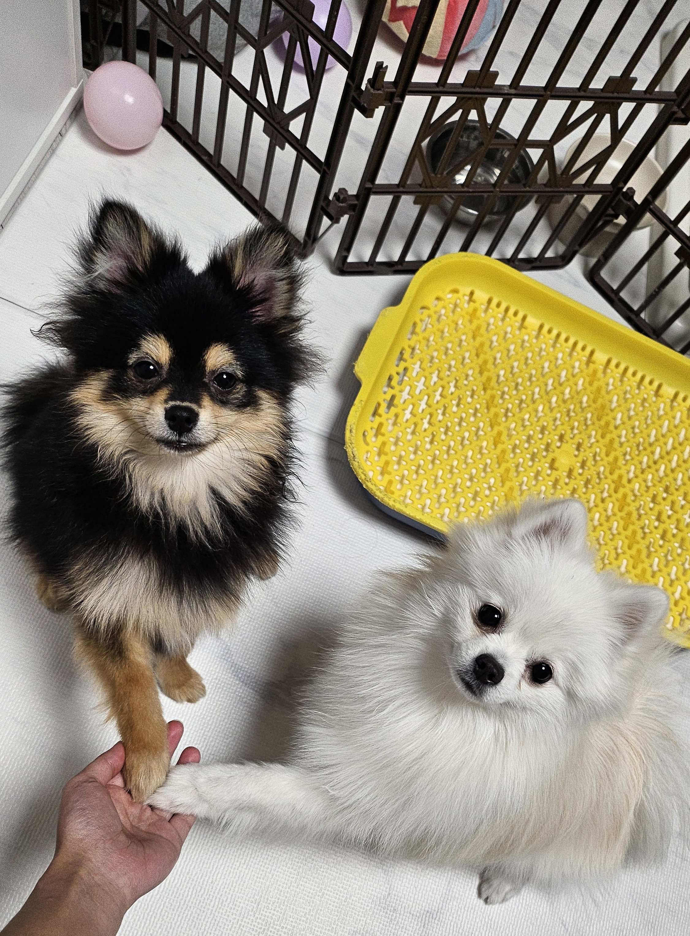 미끄럼방지 매트에서만 놀기로 약속한 하콩&달콩