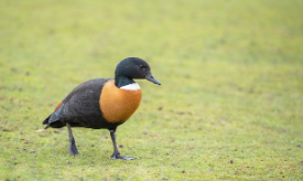 레임덕 뜻과 유래&amp;#44; 예시 총정리