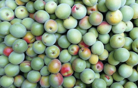 초록색과 붉은 빛이 도는 초록색을 가진 매실들이 한가득 있다. 동글동글하고 표면은 매끄럽다.