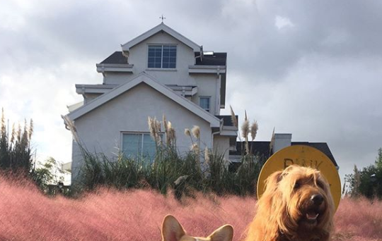 제주 협재 파스타집 '키친오즈'