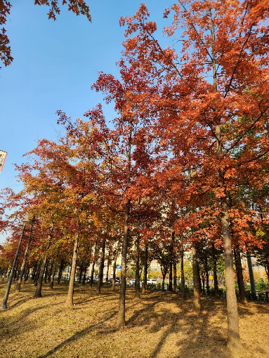 단풍과 가을하늘
