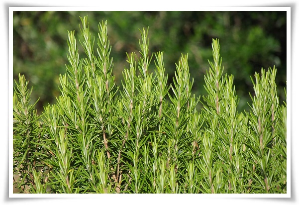 화초 "로즈마리" 집 안 공기를 정화하는 향기로운 반려식물!