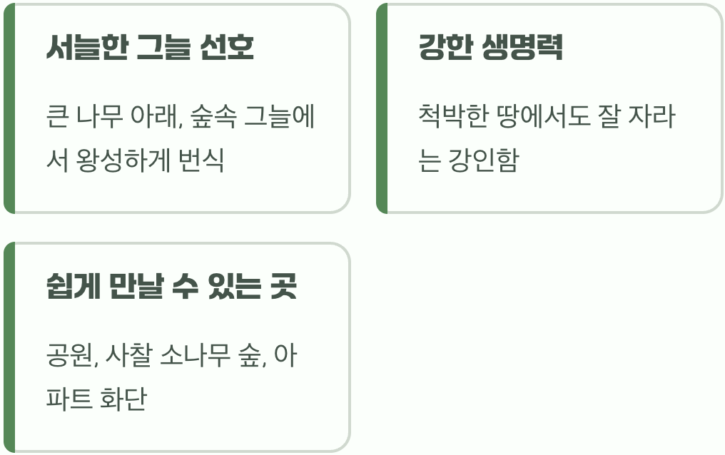 그늘을 사랑하는 겸손한 아름다움