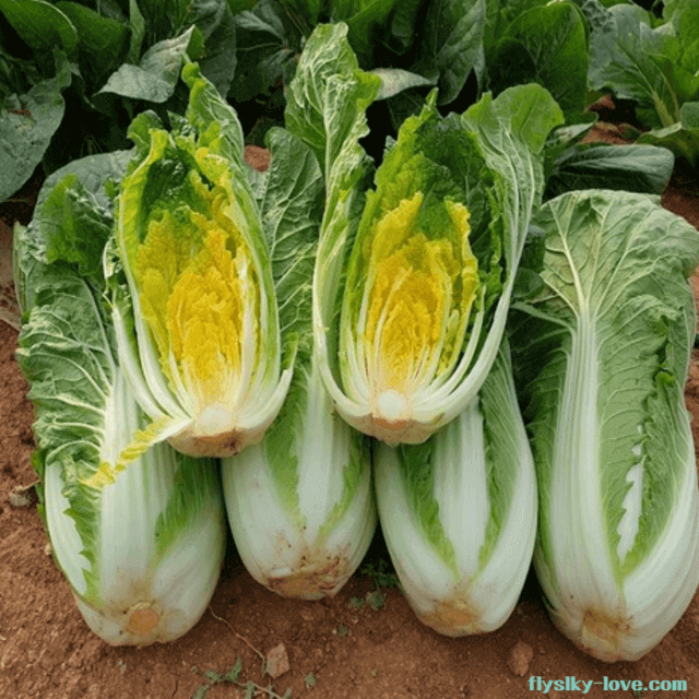 베타카로틴이 풍부한 베타 미니배추