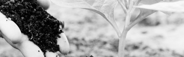 화초 비료 필수 지식 4가지