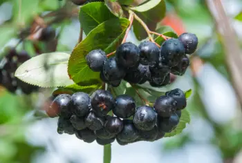 아로니아 효능 및 영양소&amp;#44; 먹는 방법