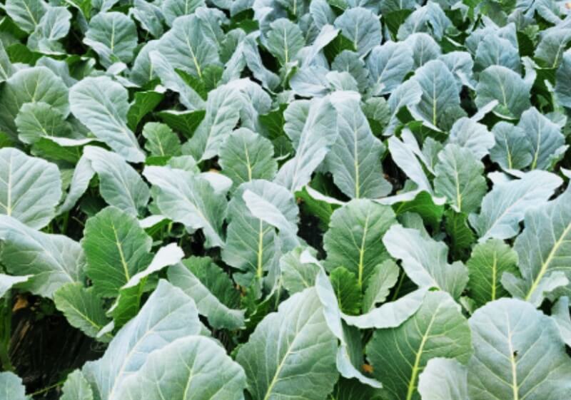 무성한-케일-밭