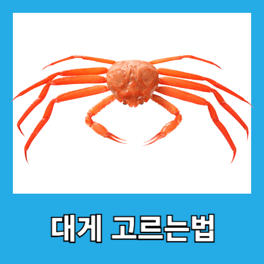 대게 고르는 법