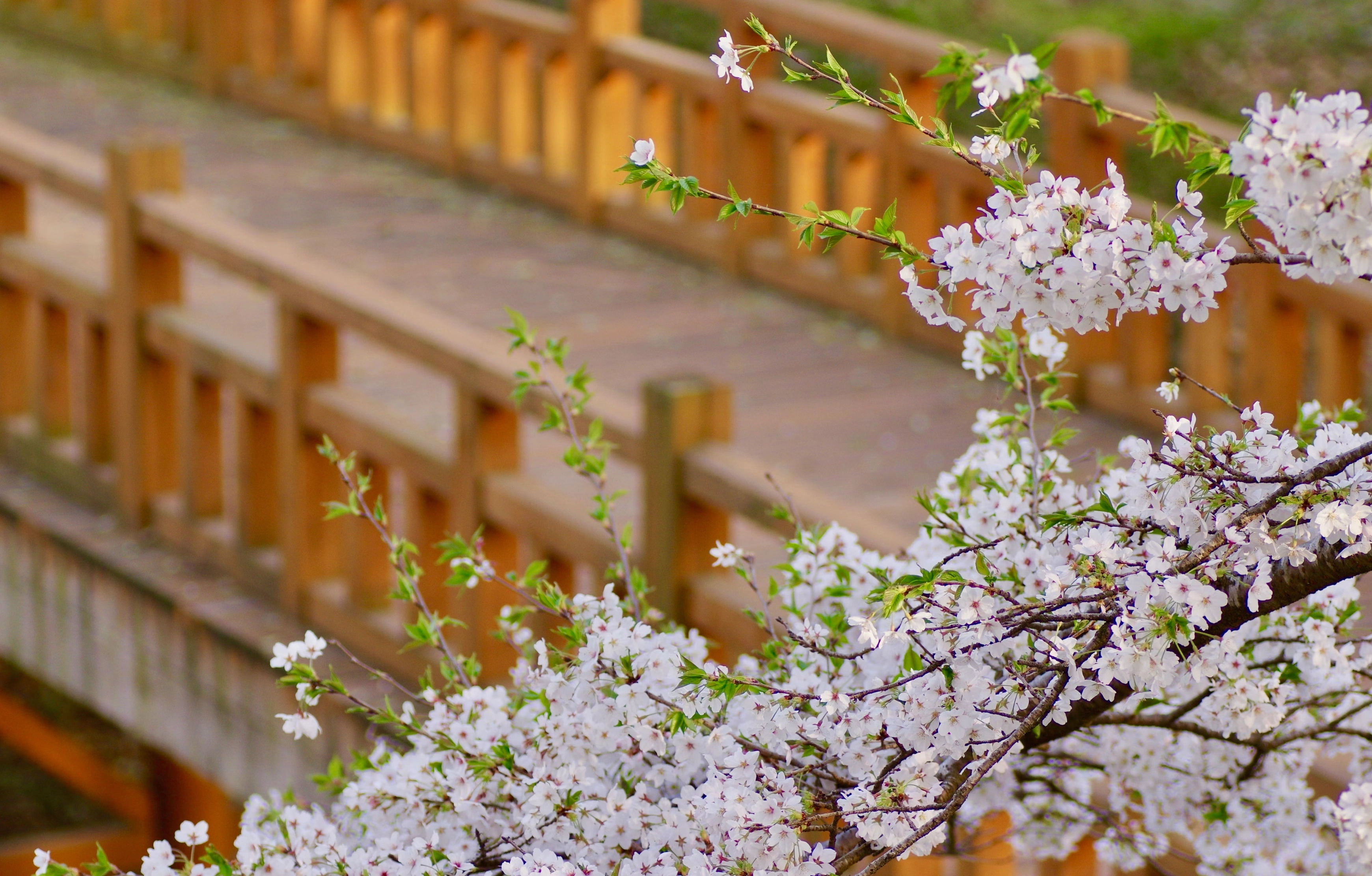 25년 벚꽃 개화시기