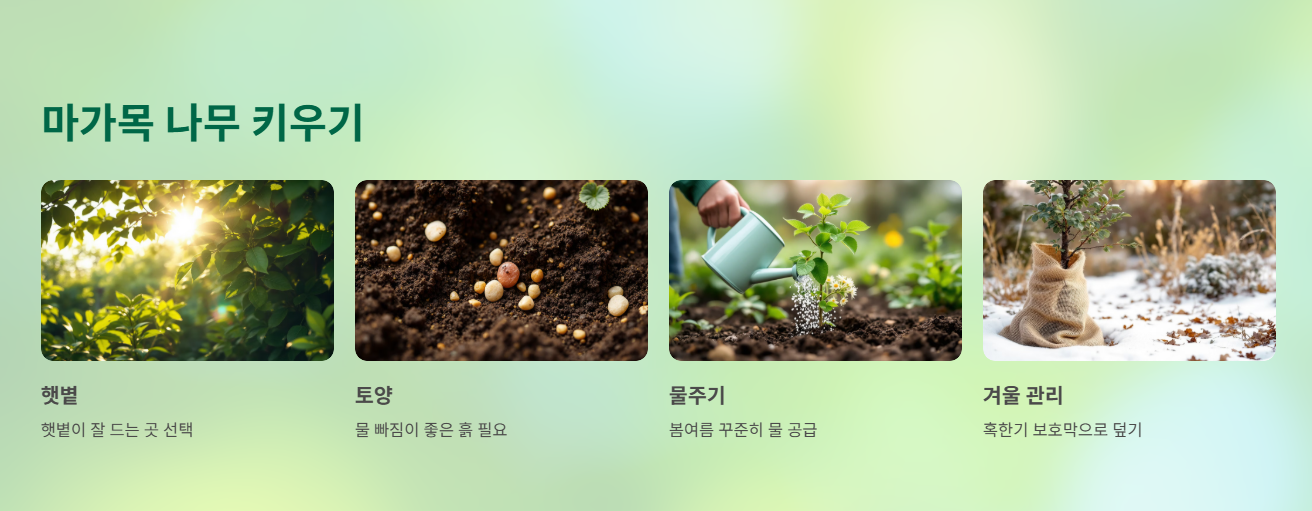 마가목 나무 키우기