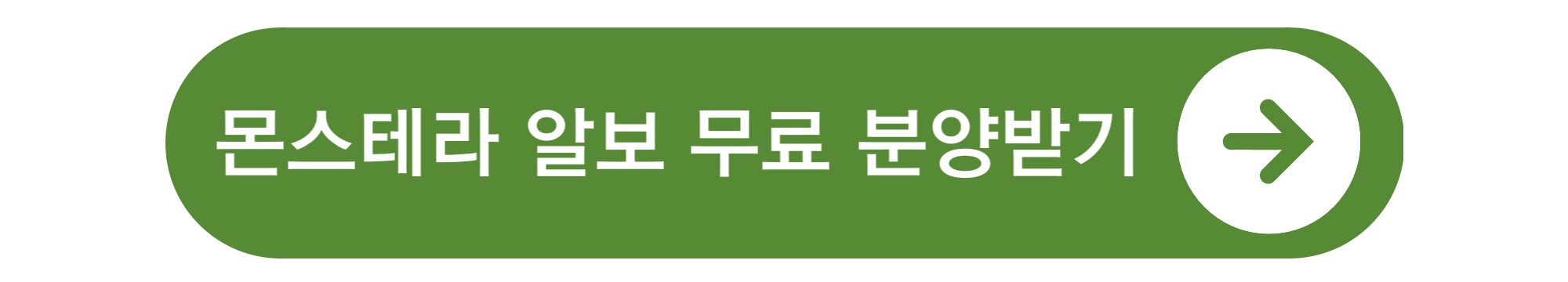 식테크 몬스테라 알보