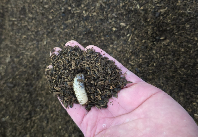 양평 곤충박물관