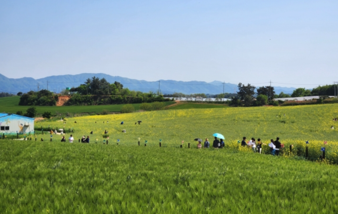 고창-청보리밭-축제