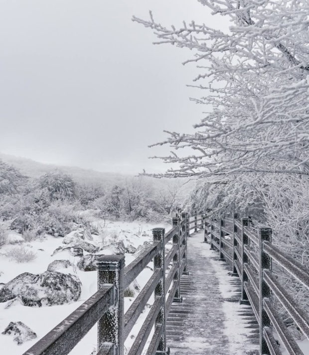 제주 겨울 여행 1100고지 습지