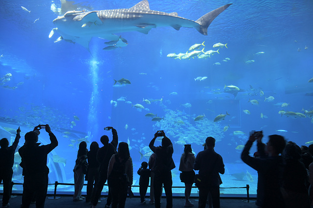 츄라우미 수족관