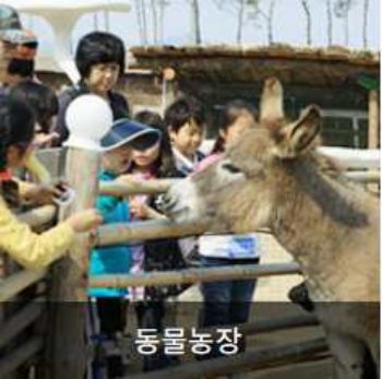 곡성장미축제