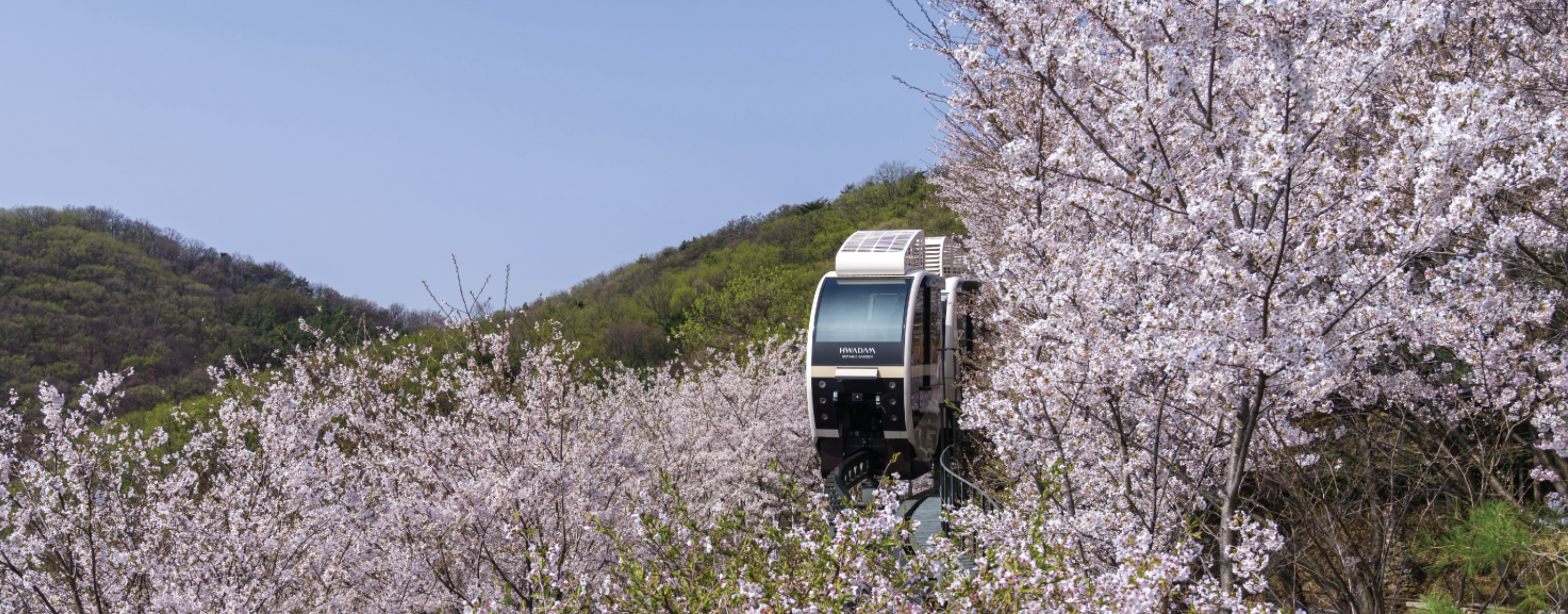 화담숲 봄 수선화 축제