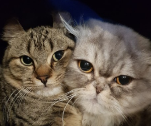 고양이 합사하는 방법