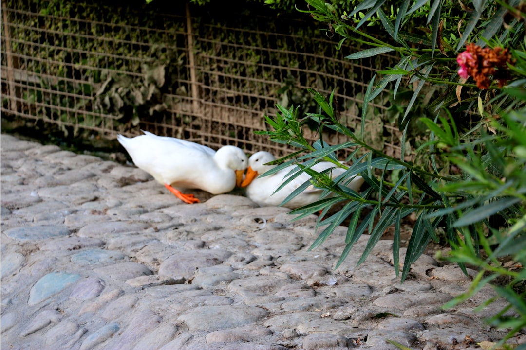 Han Duck-soo