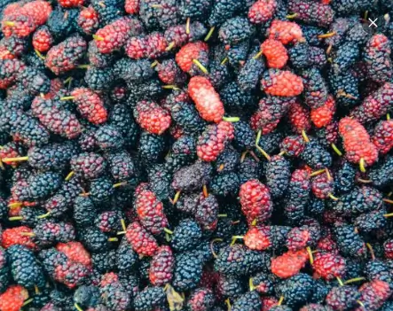 오디 맛있게 먹는 방법