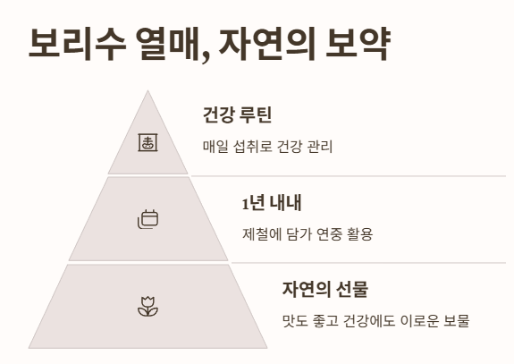 보리수 열매&amp;#44; 자연의 보약