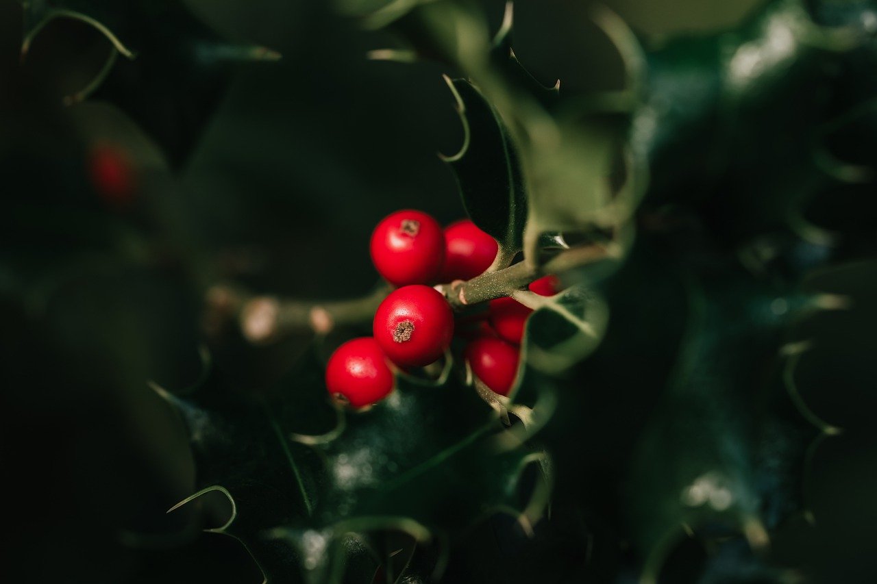 유럽 크리스마스 마켓