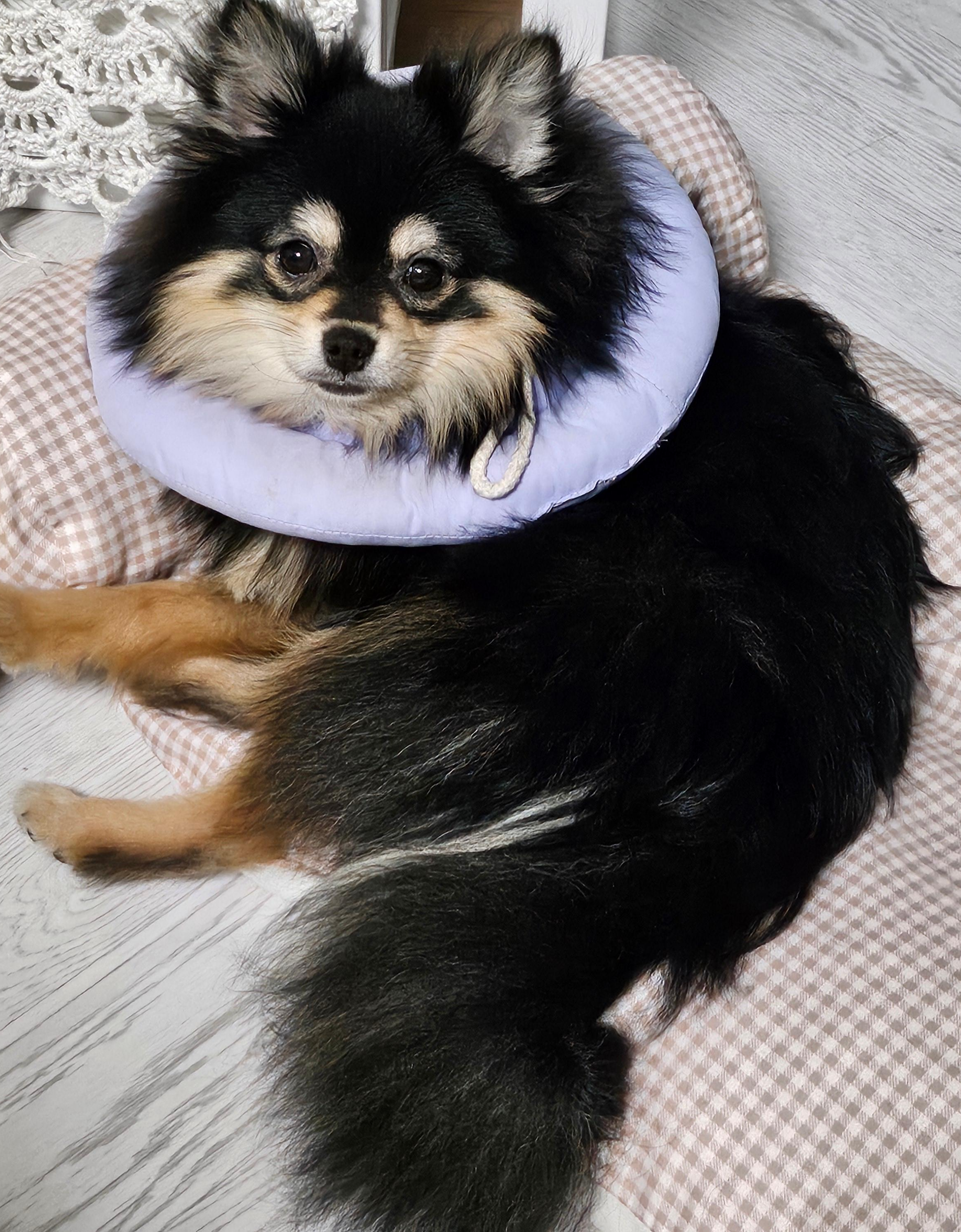 치주염으로 병원 다녀온 달콩