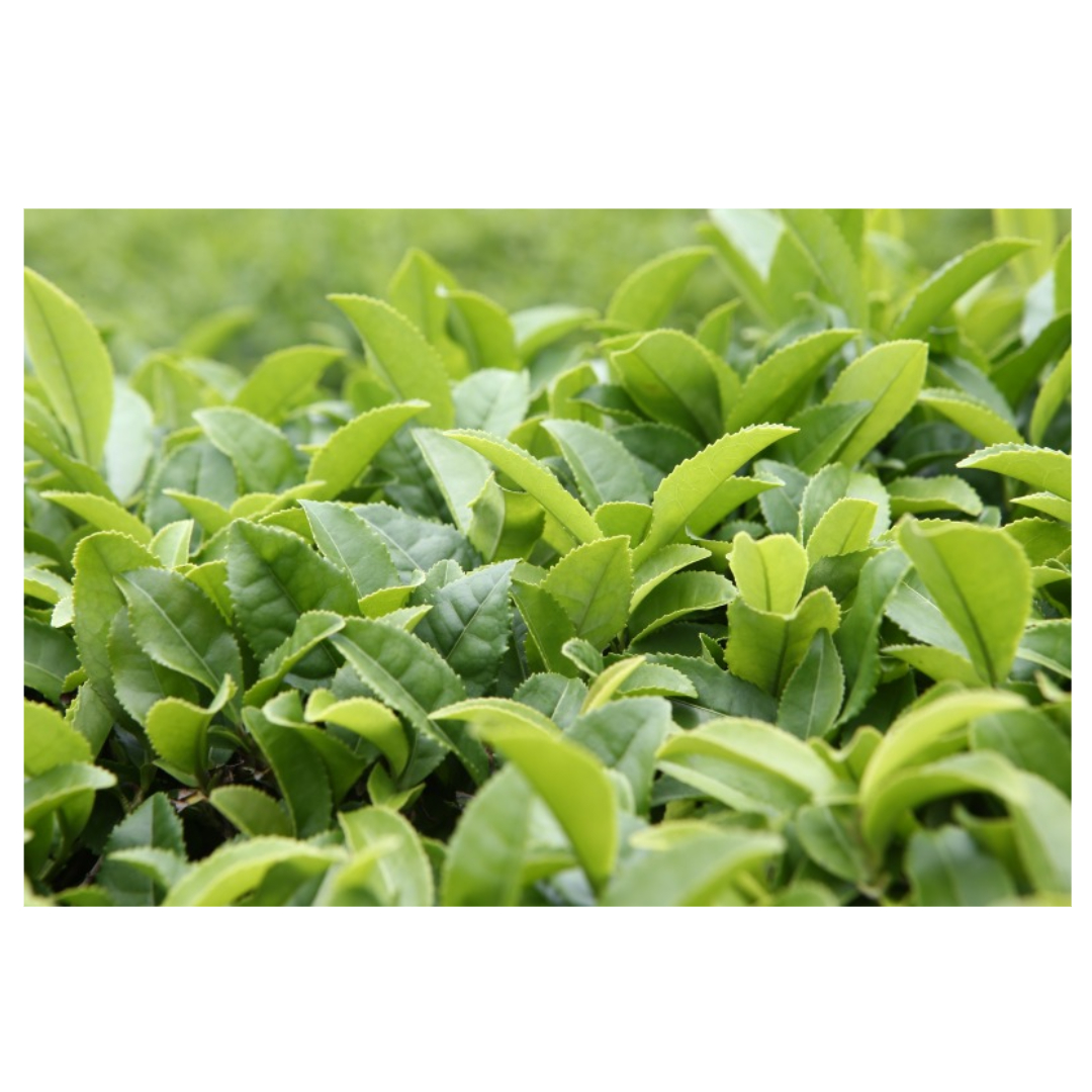 보이차와 관련된 사진입니다.