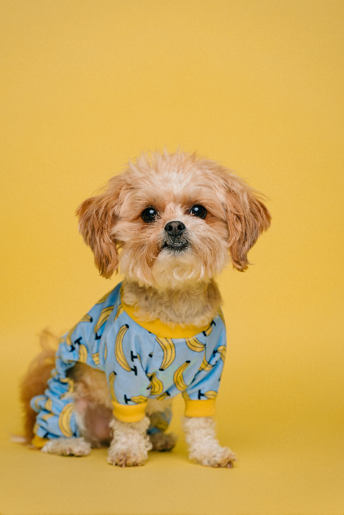사진: <a href="https://unsplash.com/ko/%EC%82%AC%EC%A7%84/%ED%9D%B0%EC%83%89%EA%B3%BC-%EA%B0%88%EC%83%89-%EA%B8%B4-%EC%BD%94%ED%8C%85-%EC%9E%91%EC%9D%80-%EA%B0%9C-%EC%9E%85%EA%B3%A0-%ED%8C%8C%EB%9E%80%EC%83%89%EA%B3%BC-%ED%9D%B0%EC%83%89-%EB%AC%BC%EB%B0%A9%EC%9A%B8-%EB%AC%B4%EB%8A%AC-%EC%85%94%EC%B8%A0-Qb7D1xw28Co?utm_content=creditCopyText&amp;utm_medium=referral&amp;utm_source=unsplash">Unsplash</a>의<a href="https://unsplash.com/ko/@karsten116?utm_content=creditCopyText&amp;utm_medium=referral&amp;utm_source=unsplash">Karsten Winegeart</a>