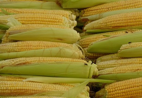 옥수수 효능