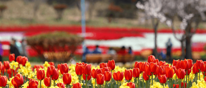 태안 튤립축제 기간 입장료 가는길