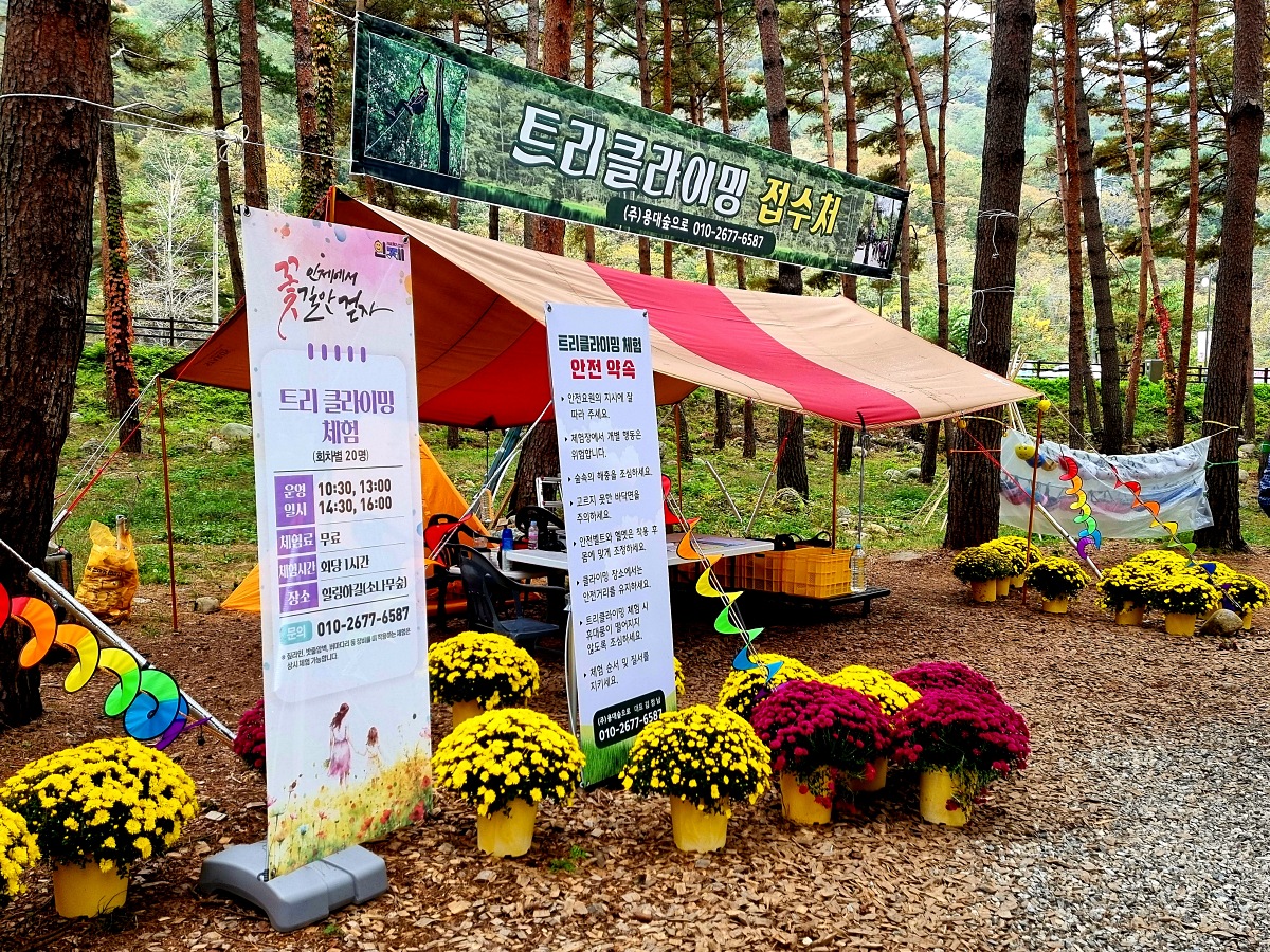 다시 찾아간 2024 인제 가을꽃축제: 국화&amp;#44; 야생화&amp;#44; 수변산책로&amp;#44; 숲 속 꽃길의 매력