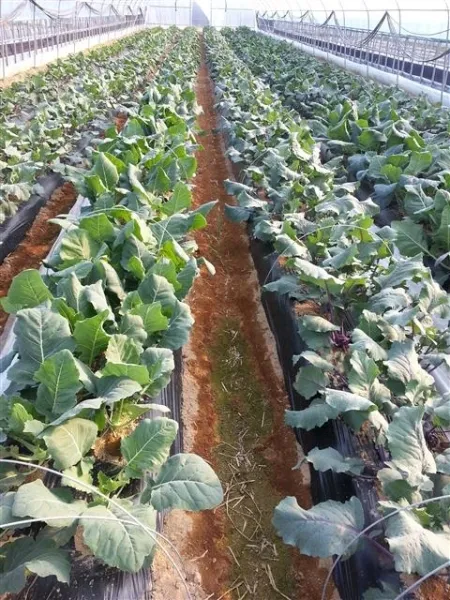 콜라비 재배 모종 선택 빛 관리 당도 높이기_6