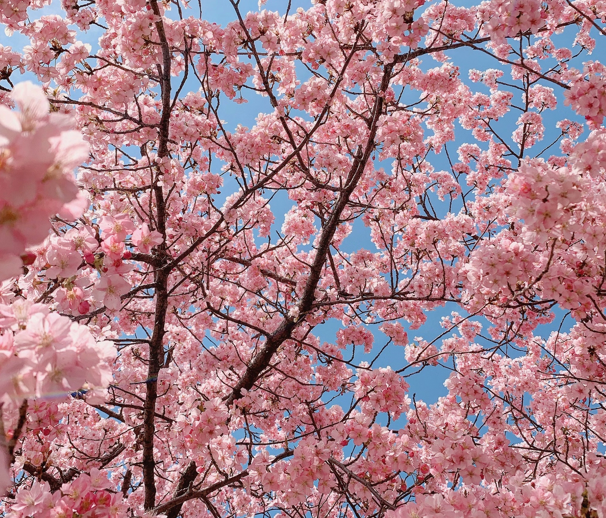 정독도서관 벚꽃 주차장