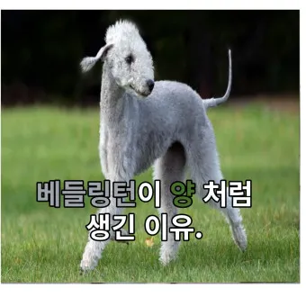 베들링턴 테리어 가격 분양 미용 성격_4