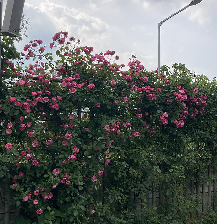 중랑 서울 장미 축제 - 5월 21일 현재 개화 상태