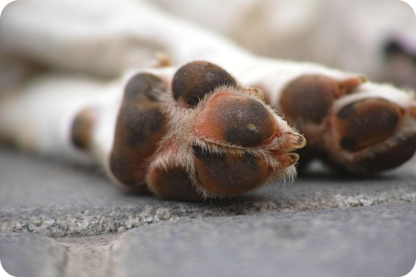 강아지가 발을 핥는 이유는 무엇일까요?