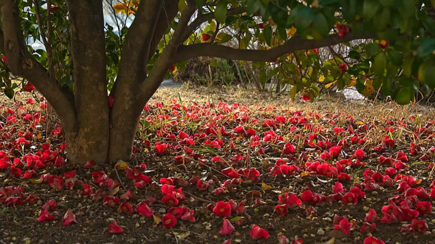 Yeosu Odongdo Travel