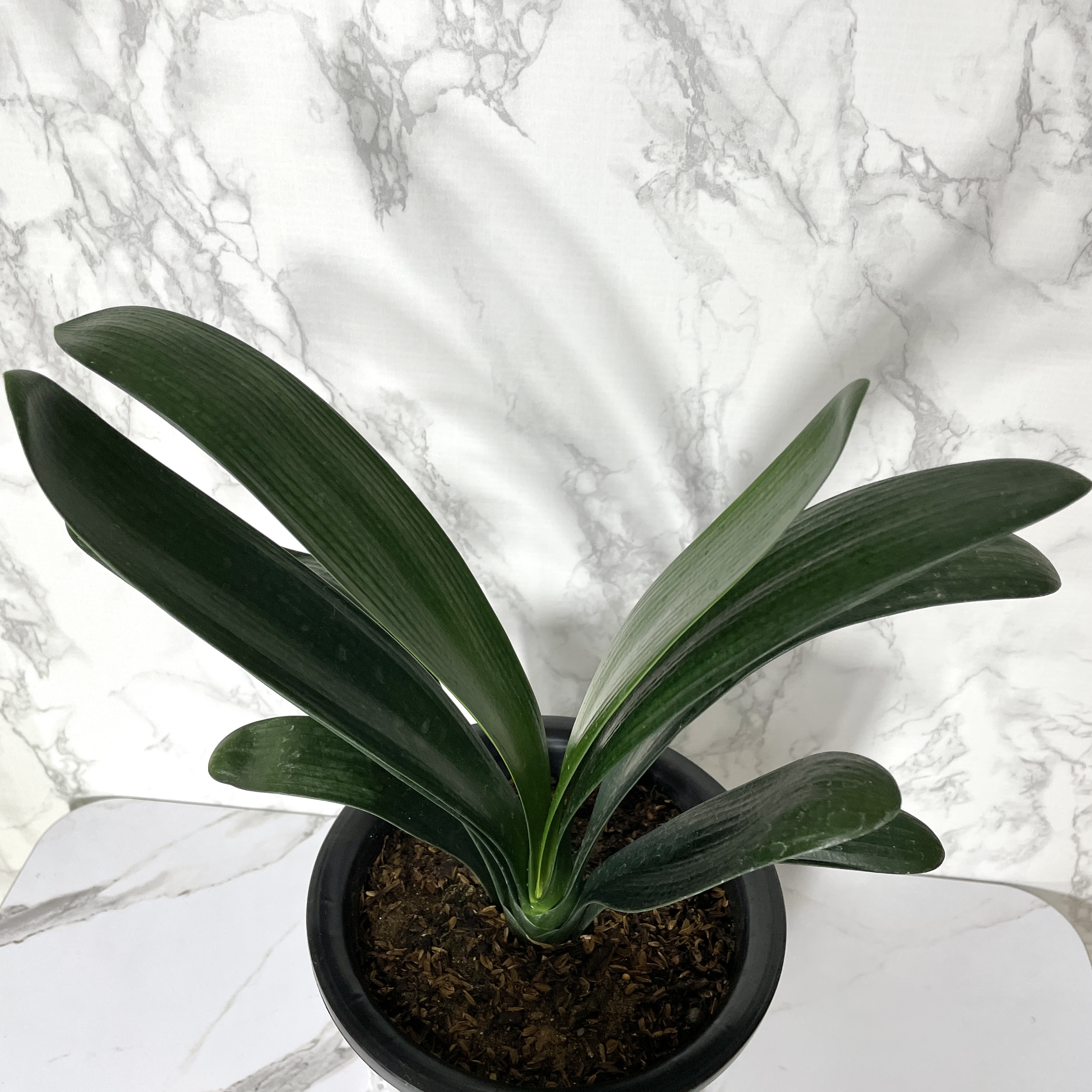 군자란 관리법 분갈이 물주기