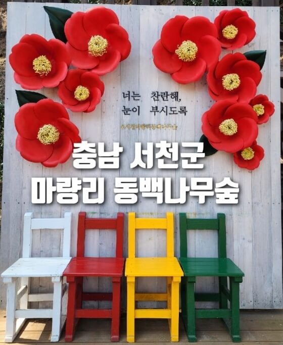 서천 마량리 동백꽃 절정 시기와 볼거리 사진
