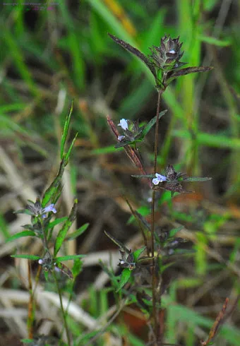 약용식물 가는잎산들깨 석향유 여름철 한방재 건강 효과_12