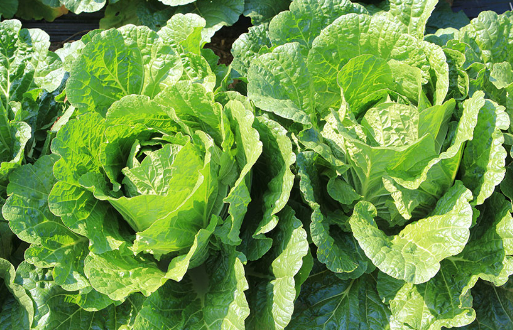 황금 김장 고랭지 절임 배추