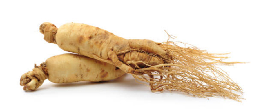 야생에서 채취를 한 인삼 2뿌리를 깨끗하게 세척을 한 후에 하얀 바닥 위에 2개를 포개어 놓아두고 찍은 사진