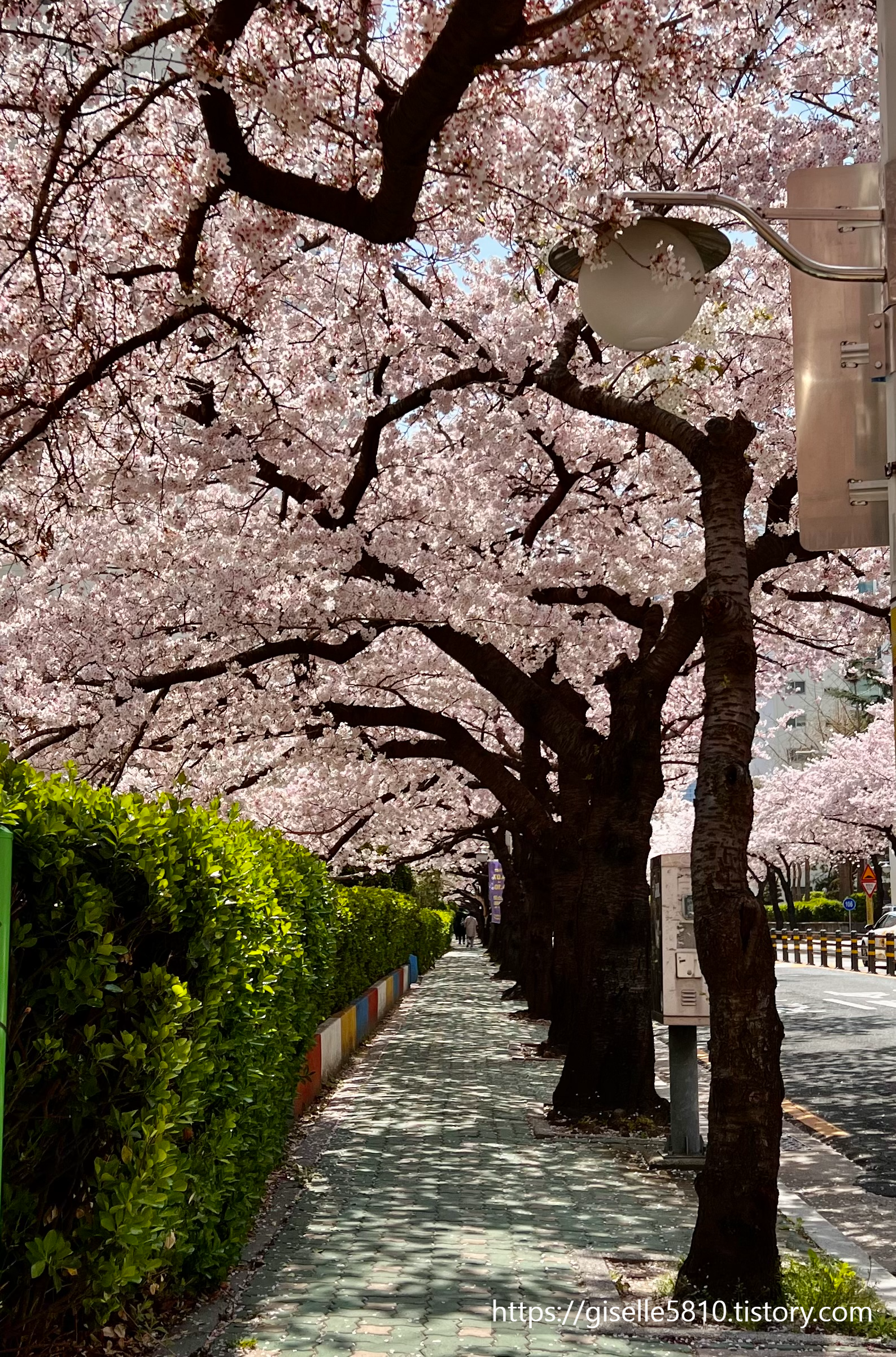 삼익비치-벚꽃길