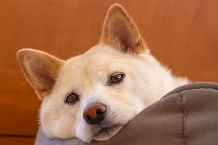 시바견의-성격-특징